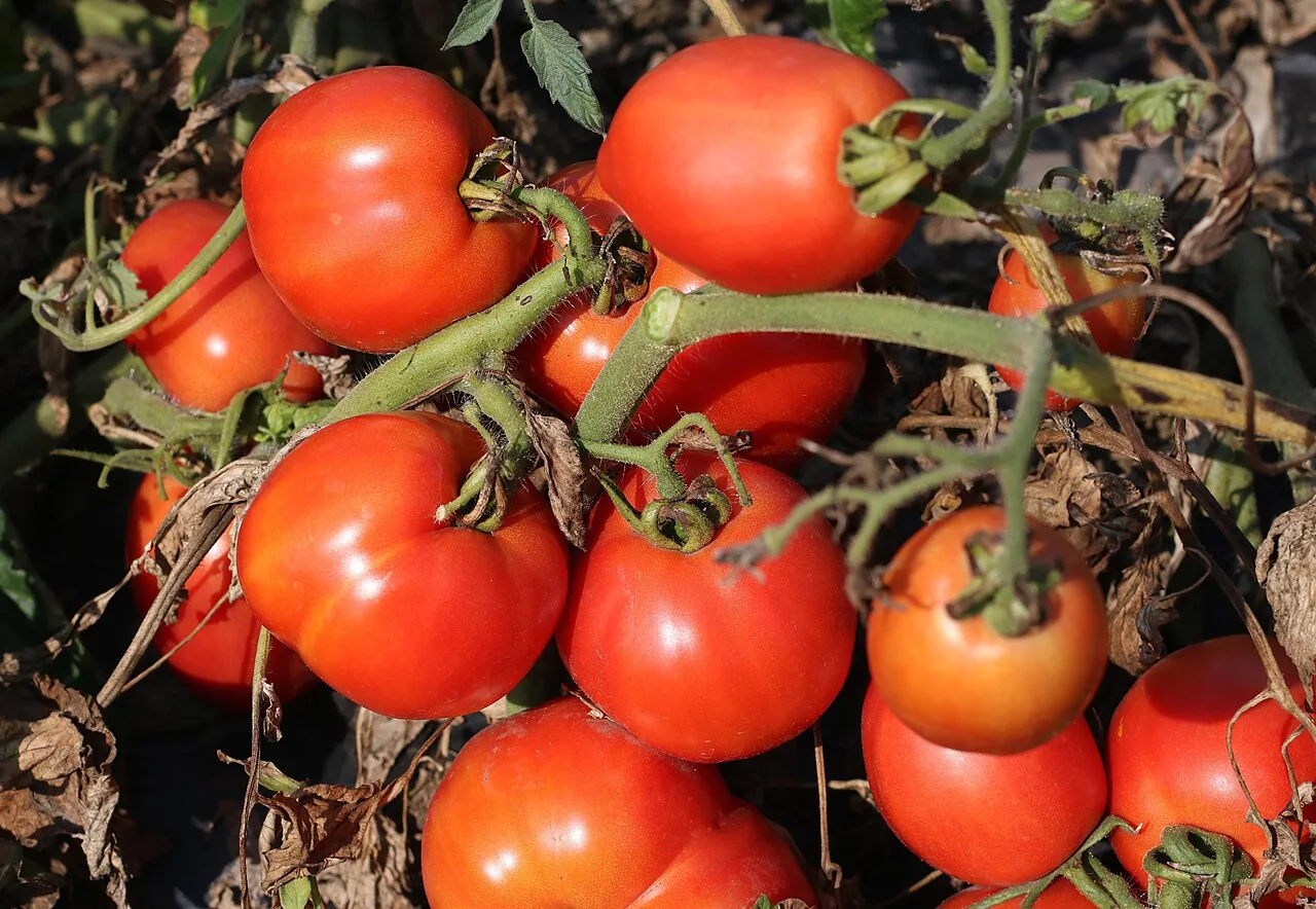 Licopeno, vitaminas e fibras: o que o tomate oferece para a saúde