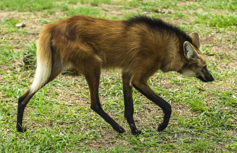 Lobo-guará é resgatado pela PMDF perto de igreja na Estrutural e devolvido à natureza