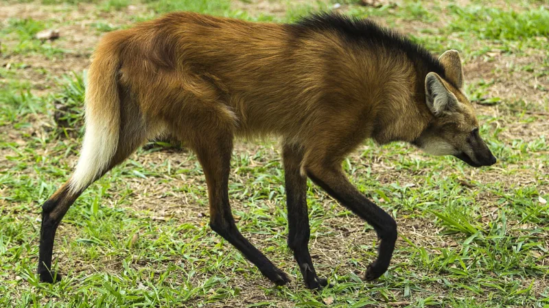 Lobo-guará é resgatado pela PMDF perto de igreja na Estrutural e devolvido à natureza