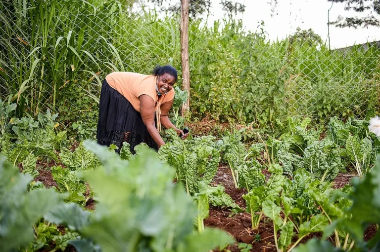 Mais CO₂ e calor podem deixar verduras menos nutritivas, aponta pesquisa britânica