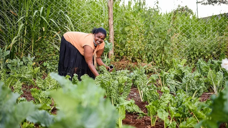 Mais CO₂ e calor podem deixar verduras menos nutritivas, aponta pesquisa britânica
