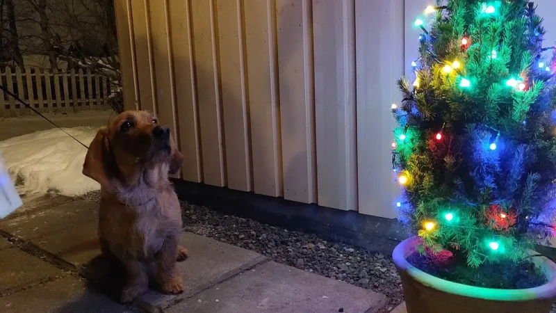 Natal com pets: o que cães e gatos podem comer na ceia e o que fica longe do prato