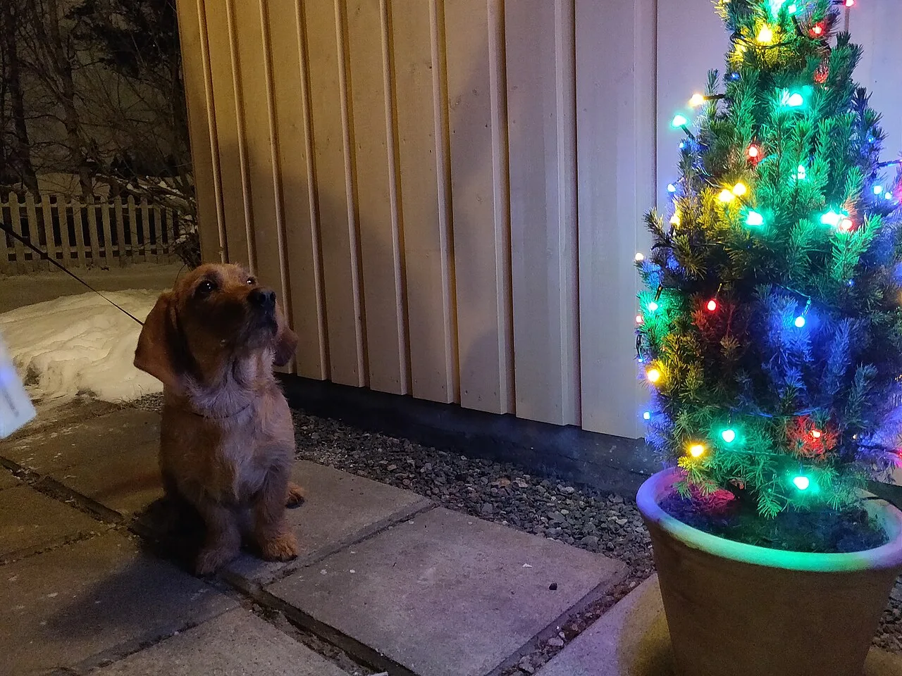 Natal com pets: o que cães e gatos podem comer na ceia e o que fica longe do prato