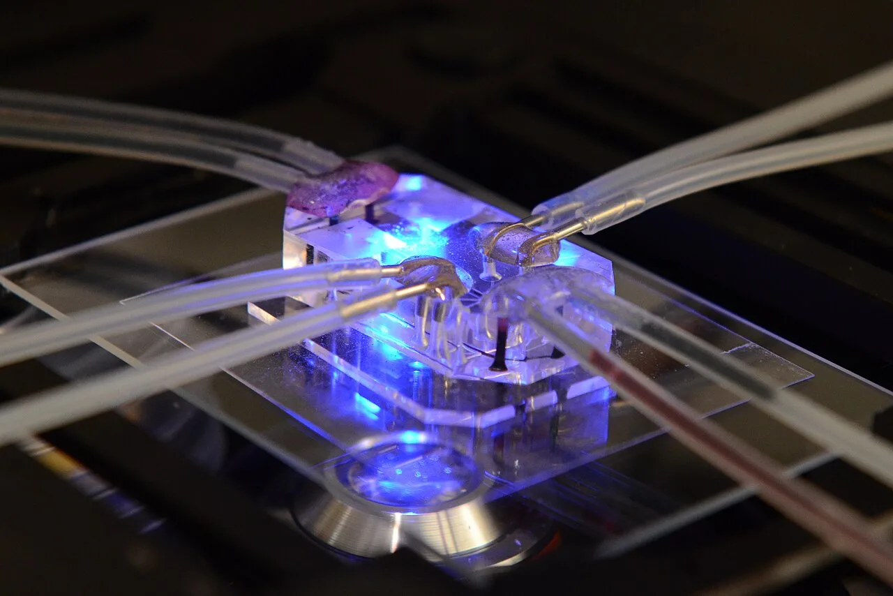 Órgãos em chips prometem testes de remédios mais precisos e com menos animais