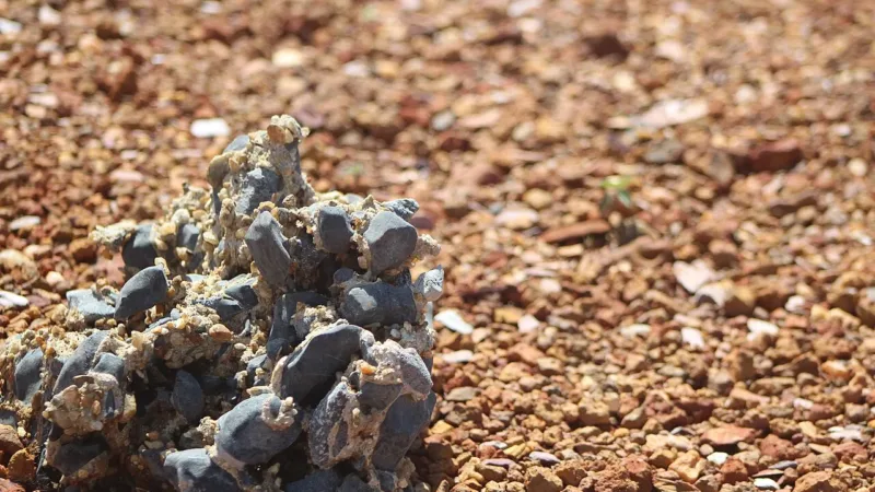 Parque Nacional de Brasília, a Água Mineral: horários, regras de alimentação e trilhas abertas