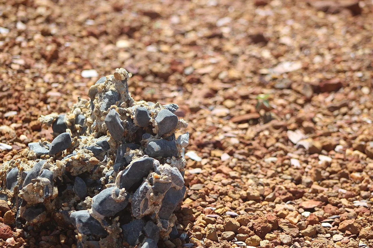 Parque Nacional de Brasília, a Água Mineral: horários, regras de alimentação e trilhas abertas