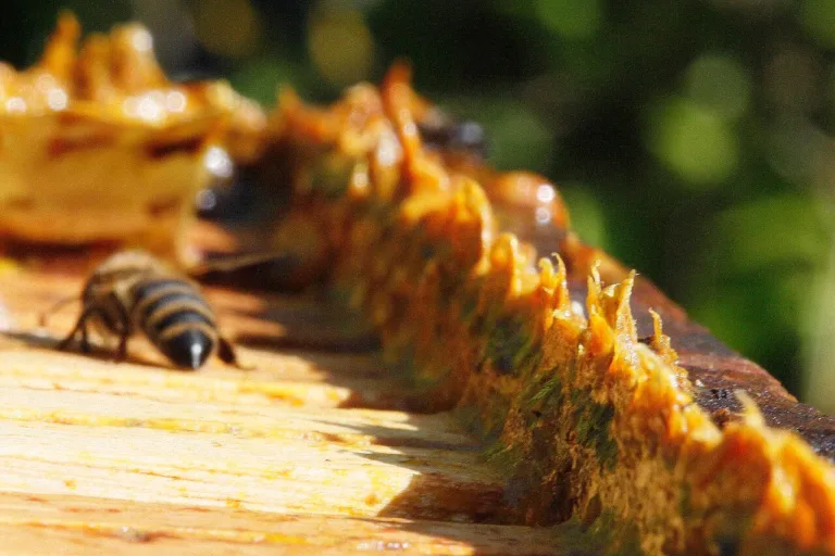 Própolis: o que dizem os estudos sobre a resina das abelhas e o sistema imunológico