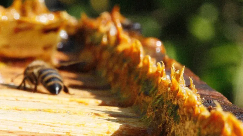 Própolis: o que dizem os estudos sobre a resina das abelhas e o sistema imunológico