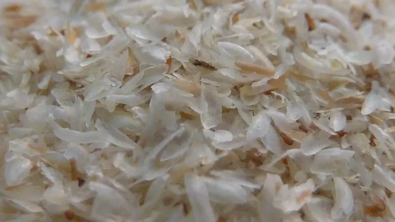 Psyllium: como funciona a fibra que ajuda o intestino e quais cuidados tomar no consumo