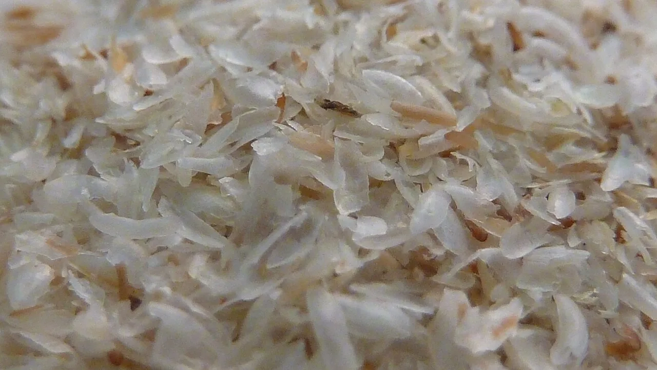 Psyllium: como funciona a fibra que ajuda o intestino e quais cuidados tomar no consumo