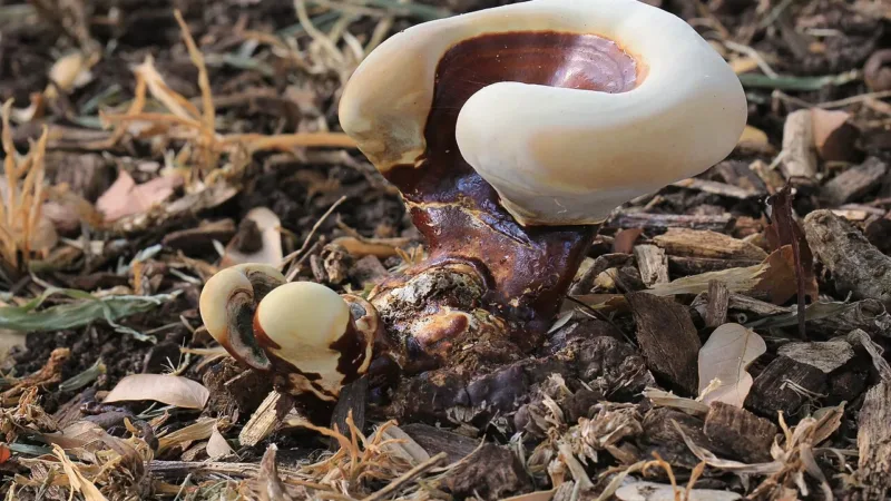 Reishi, shiitake e cordyceps: cogumelos funcionais conquistam consumidores brasileiros