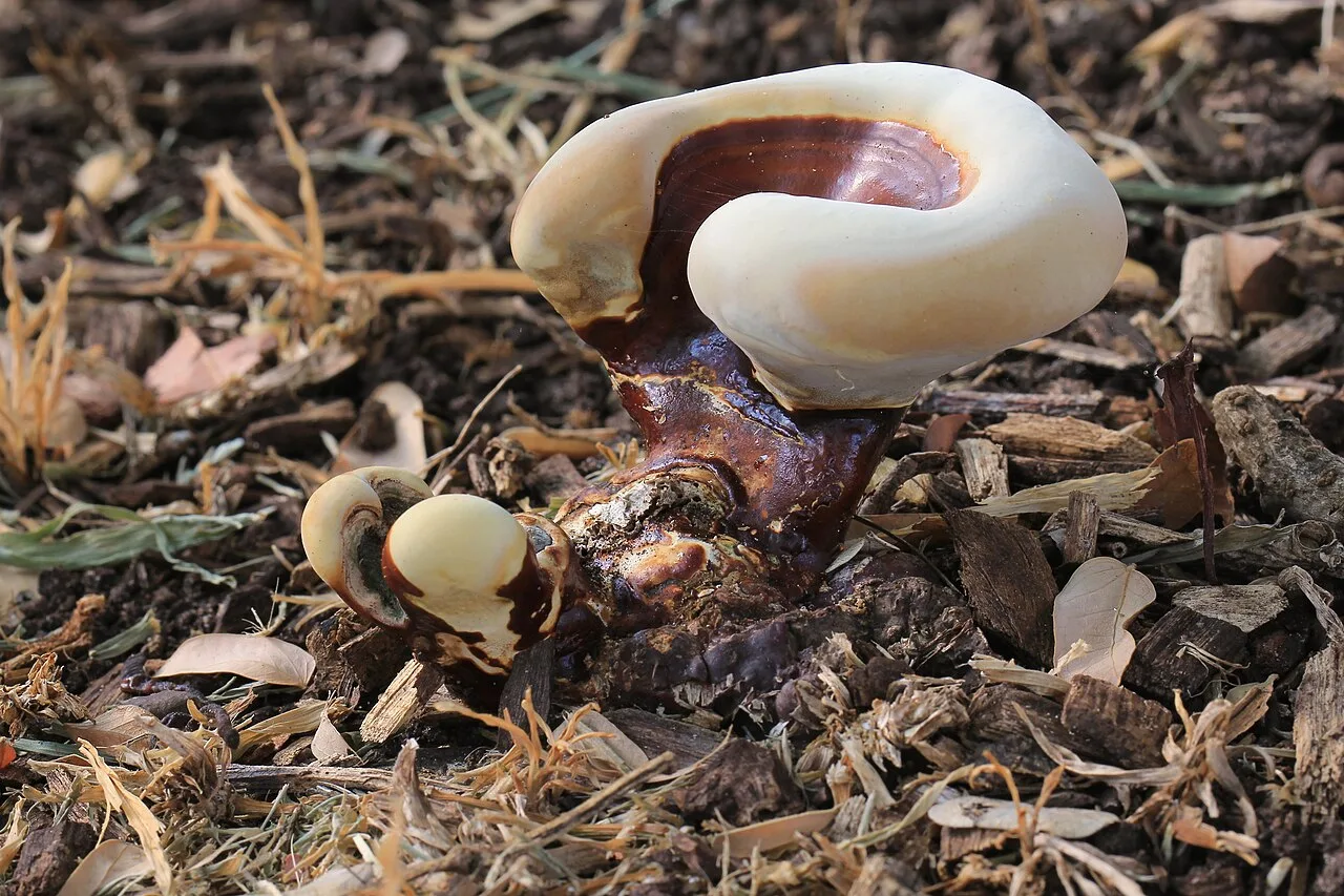 Reishi, shiitake e cordyceps: cogumelos funcionais conquistam consumidores brasileiros