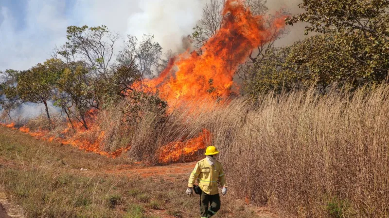 Saiba como agir caso um incêndio florestal se aproxime de residência