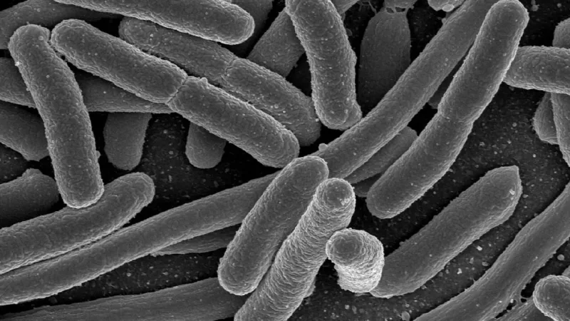 SIBO: entenda o excesso de bactérias no intestino delgado e como é tratado