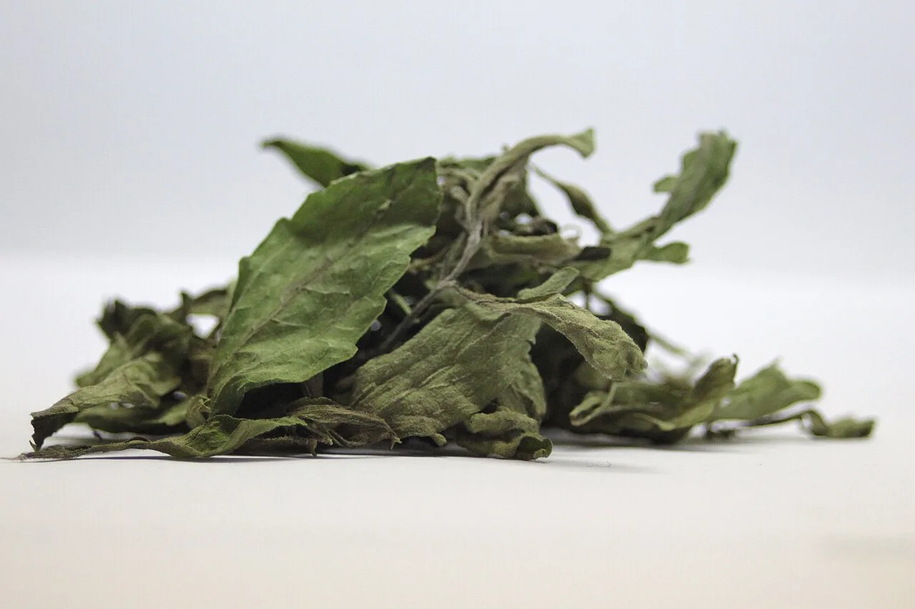 Stevia, xilitol, eritritol, mel e agave: prós e contras de cada alternativa ao açúcar