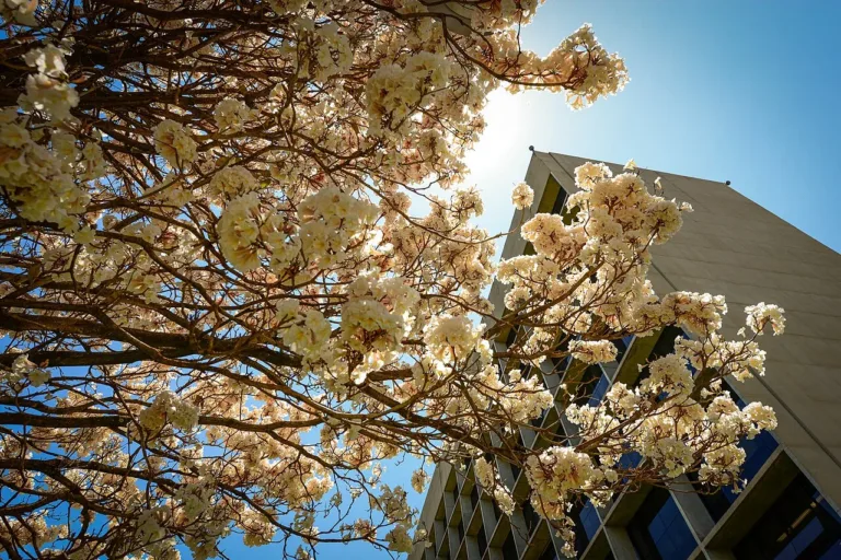 STJ recebe visitantes sem agendamento em dias úteis, às 16h, na sede projetada por Niemeyer