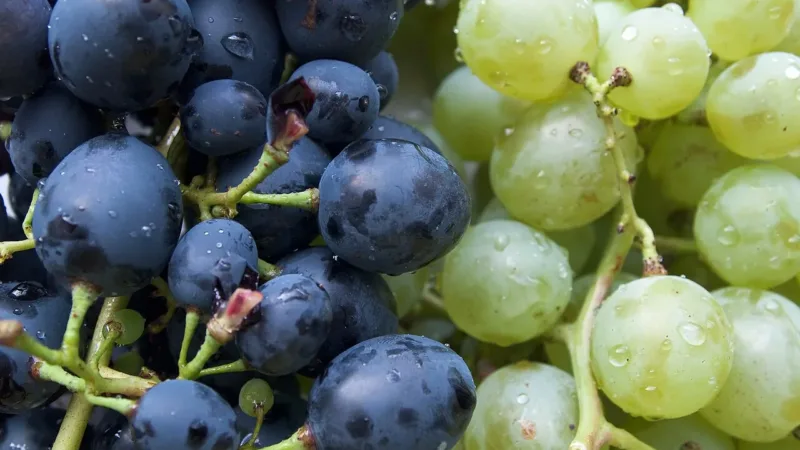 Suco de uva integral: antioxidantes, vitaminas e proteção ao coração em um só copo