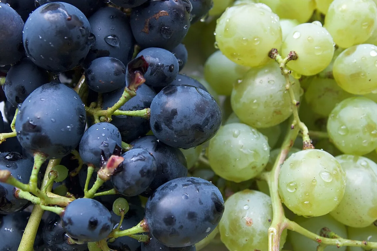 Suco de uva integral: antioxidantes, vitaminas e proteção ao coração em um só copo