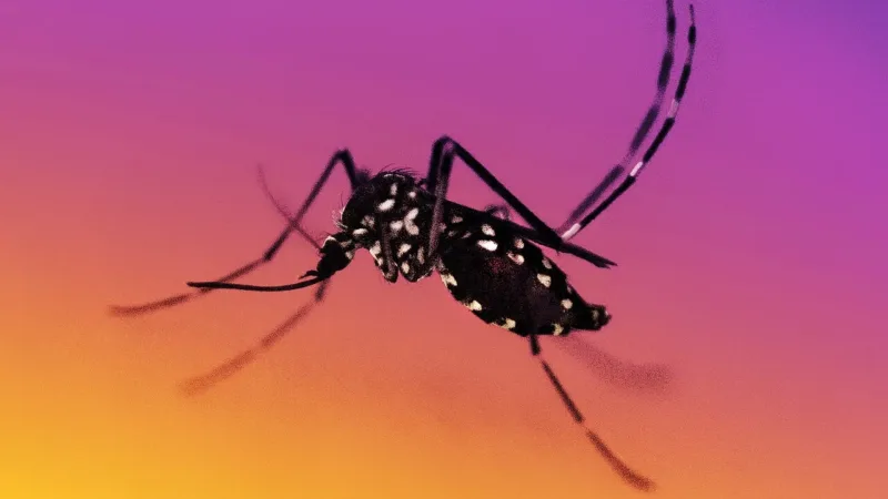 SUS incorpora vacina contra a dengue e Brasil se torna o primeiro país a oferecê-la na rede pública