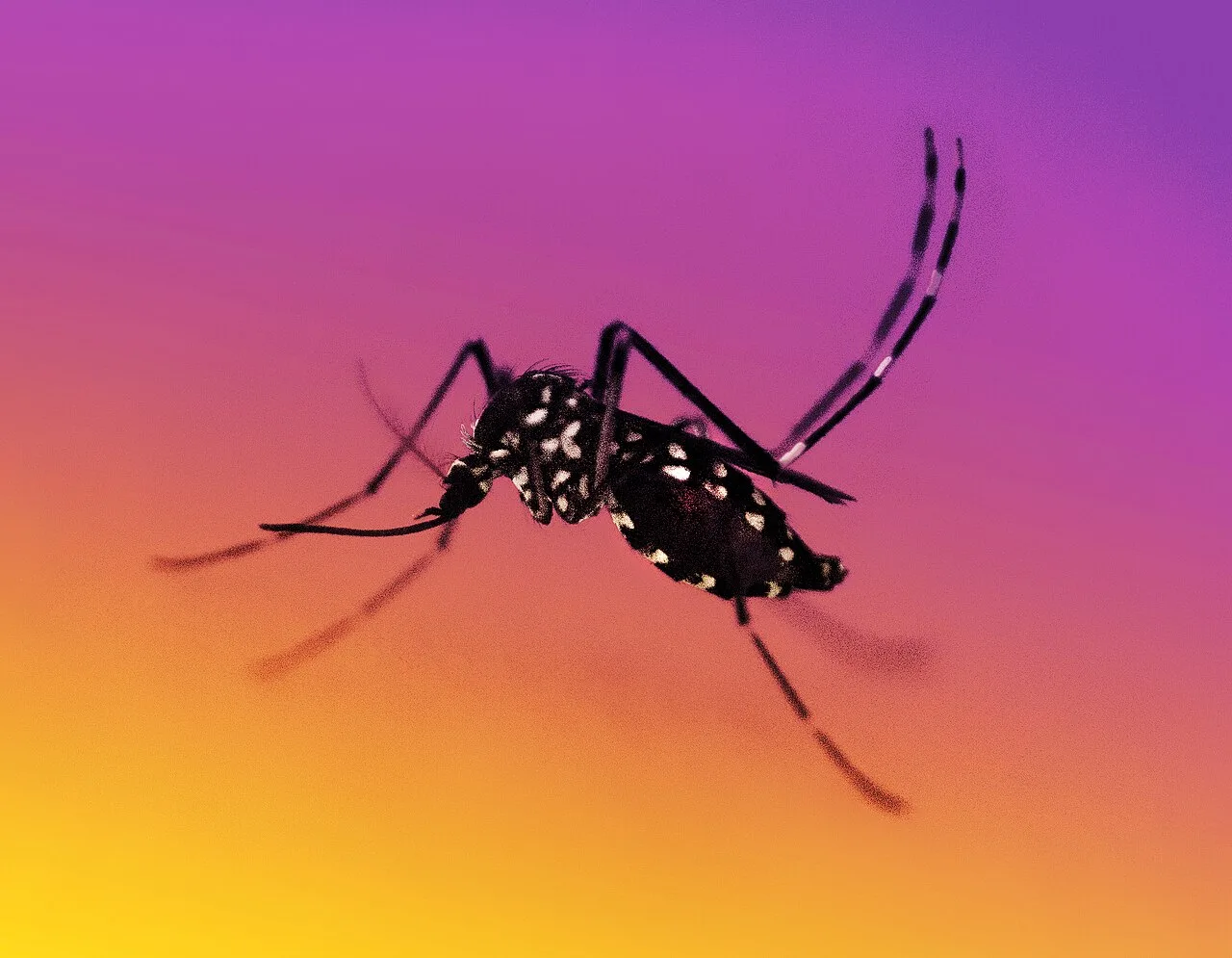 SUS incorpora vacina contra a dengue e Brasil se torna o primeiro país a oferecê-la na rede pública