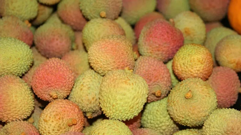 Temporada da lichia: benefícios da fruta e receita de suco refrescante