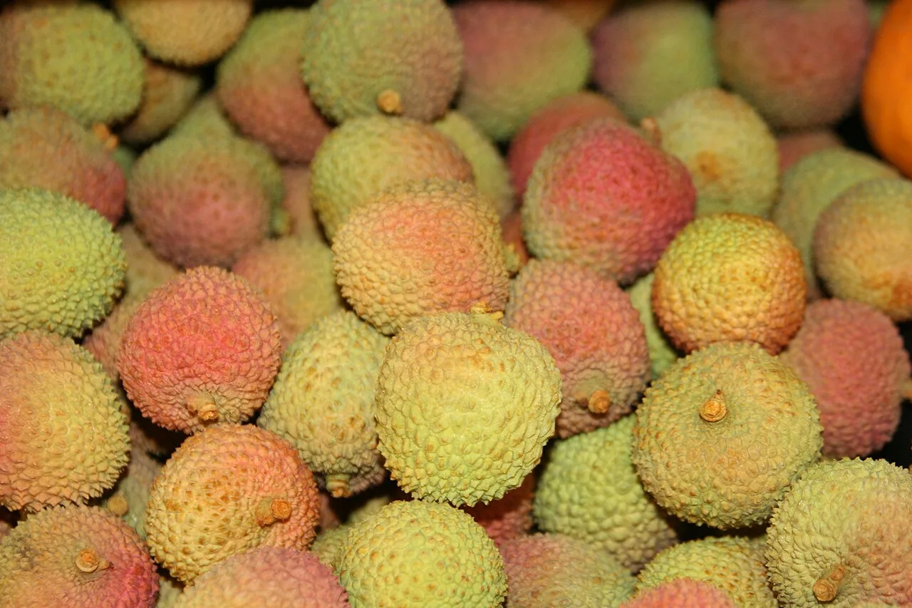 Temporada da lichia: benefícios da fruta e receita de suco refrescante