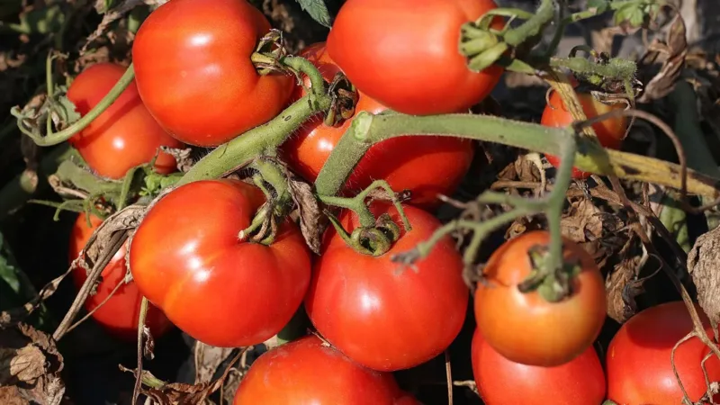 Tomate atrapalha a dieta? Fala de Mayra Cardi gera debate com nutricionistas