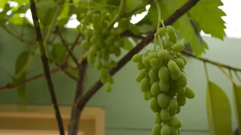Uva e glicemia: índice glicêmico e compostos da fruta podem favorecer quem tem diabetes