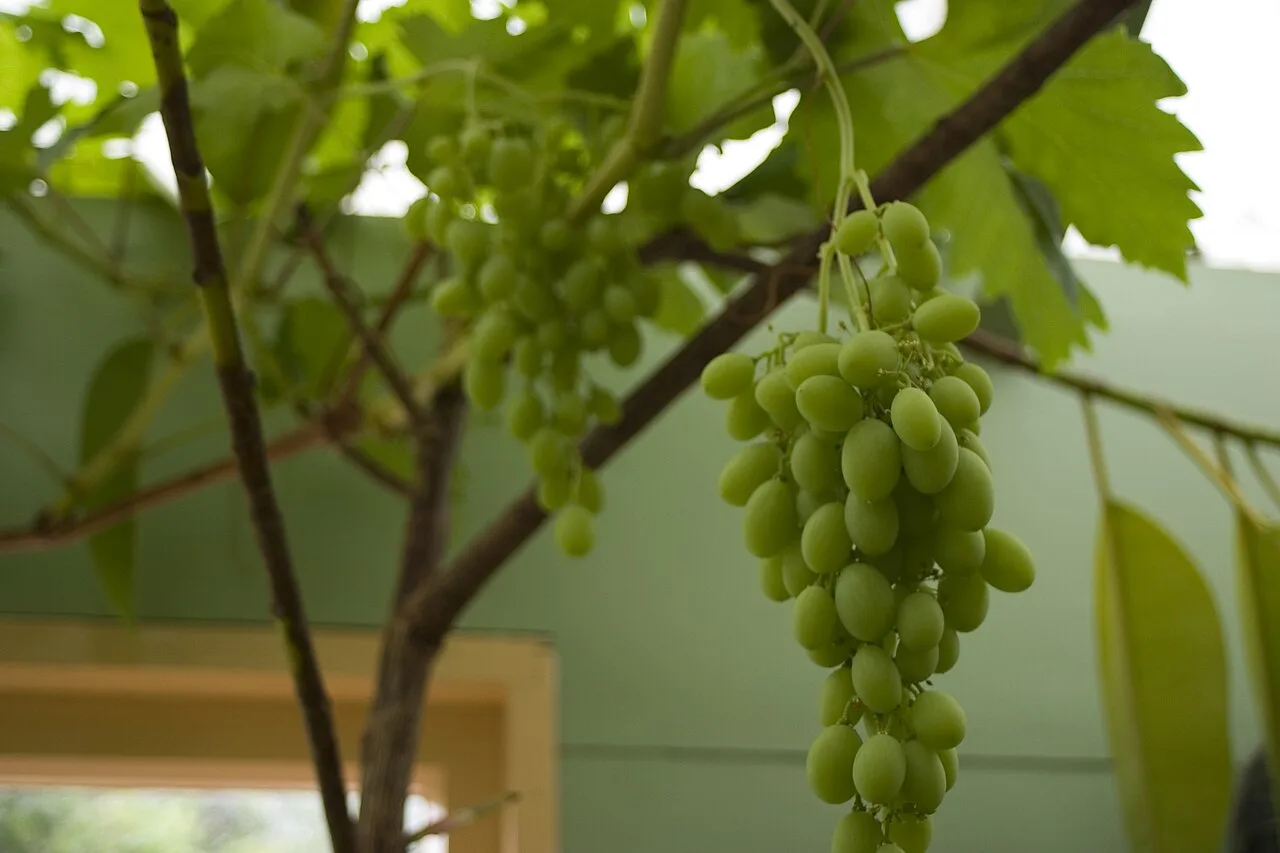 Uva e glicemia: índice glicêmico e compostos da fruta podem favorecer quem tem diabetes