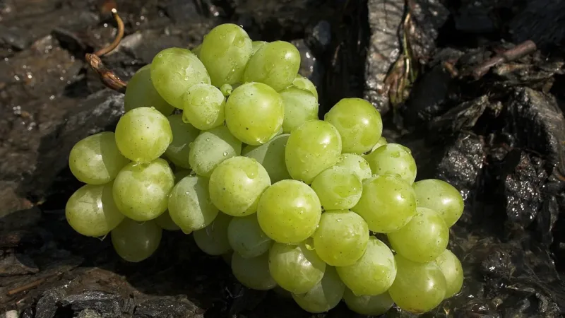Uvas verdes na virada: os benefícios da fruta vão além da tradição