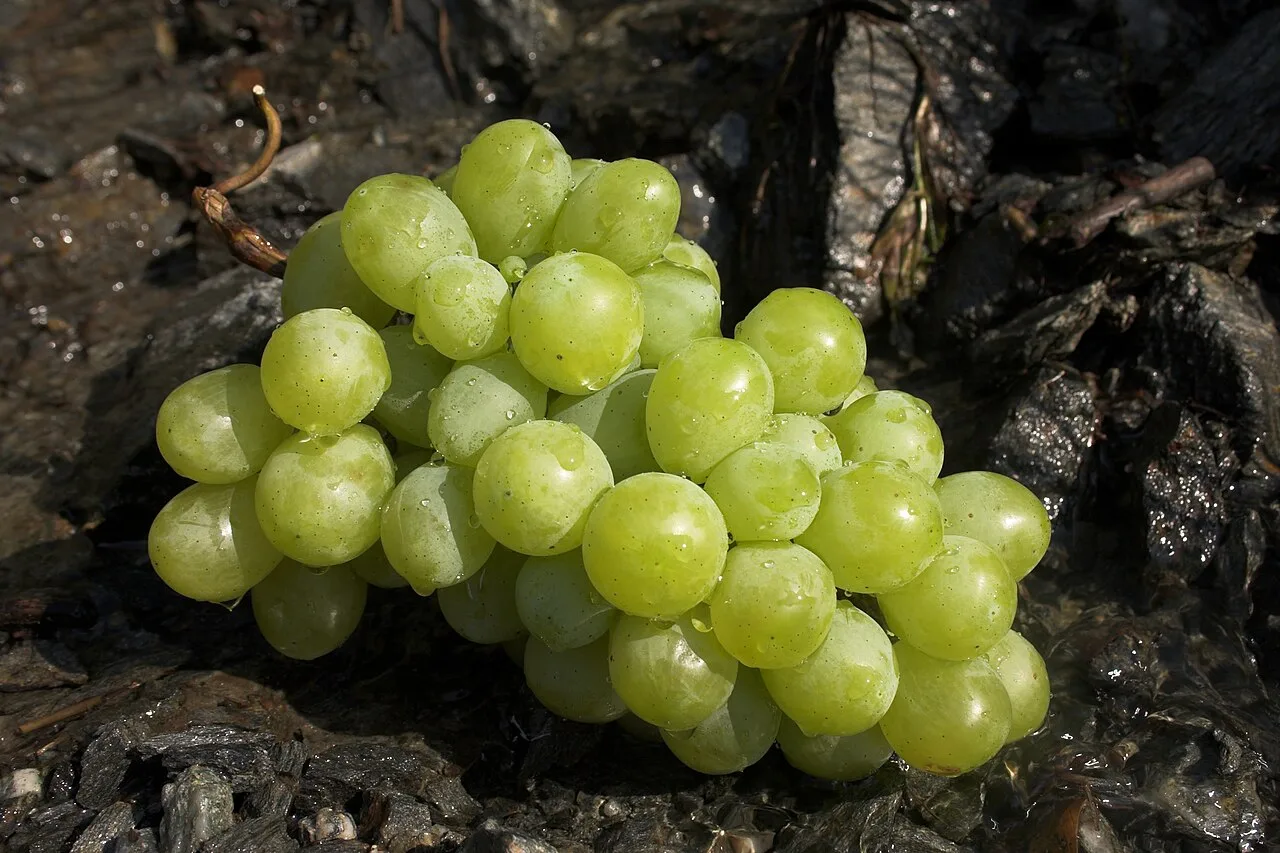 Uvas verdes na virada: os benefícios da fruta vão além da tradição