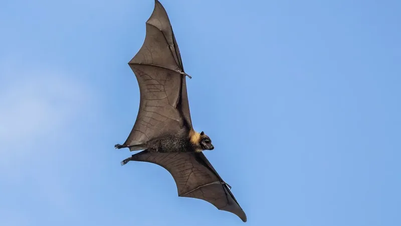Vírus Nipah volta a preocupar após novos casos na Índia; saiba o que é