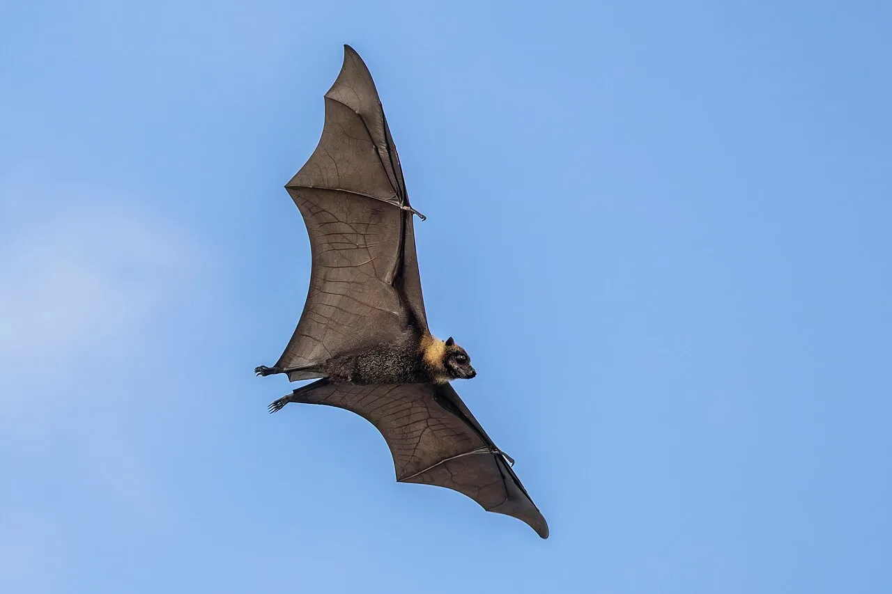 Vírus Nipah volta a preocupar após novos casos na Índia; saiba o que é