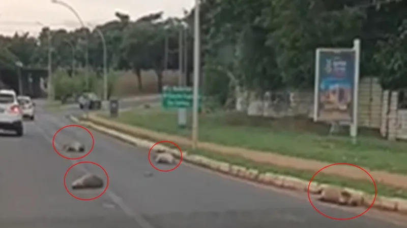 Grupo de capivaras é encontrado morto após atropelamento no Lago Sul