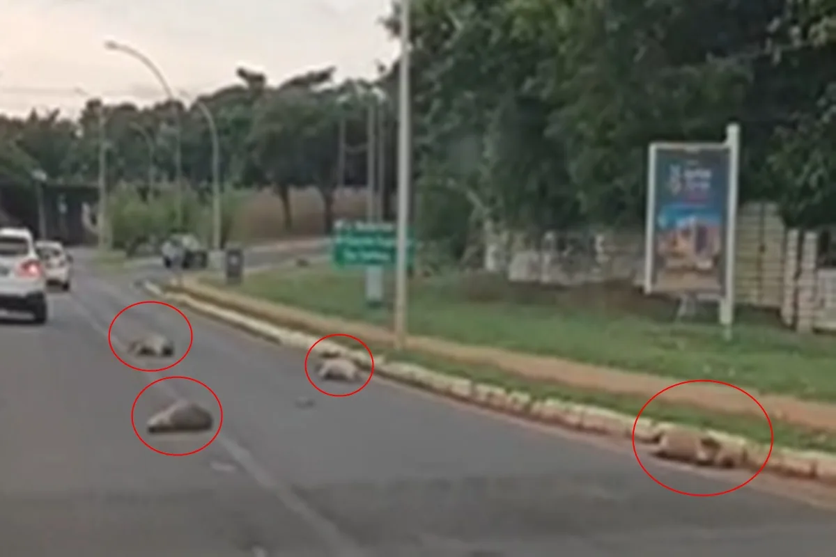 Grupo de capivaras é encontrado morto após atropelamento no Lago Sul