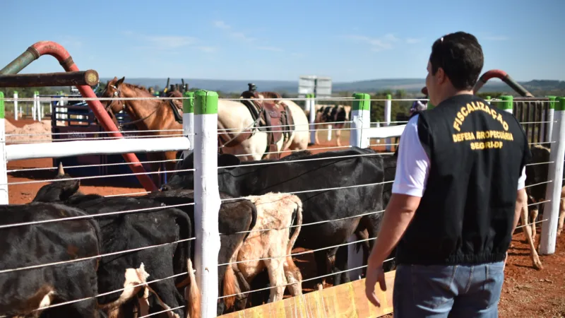 GDF cria equipe gestora para reforçar a defesa sanitária animal no DF