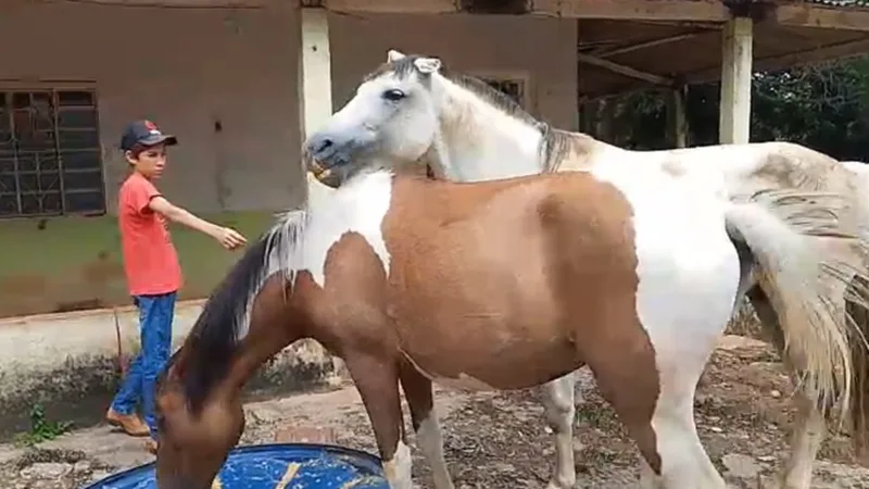 Cavalos são furtados em chácara no Incra 9, em Ceilândia, e família pede ajuda para encontrar os animais