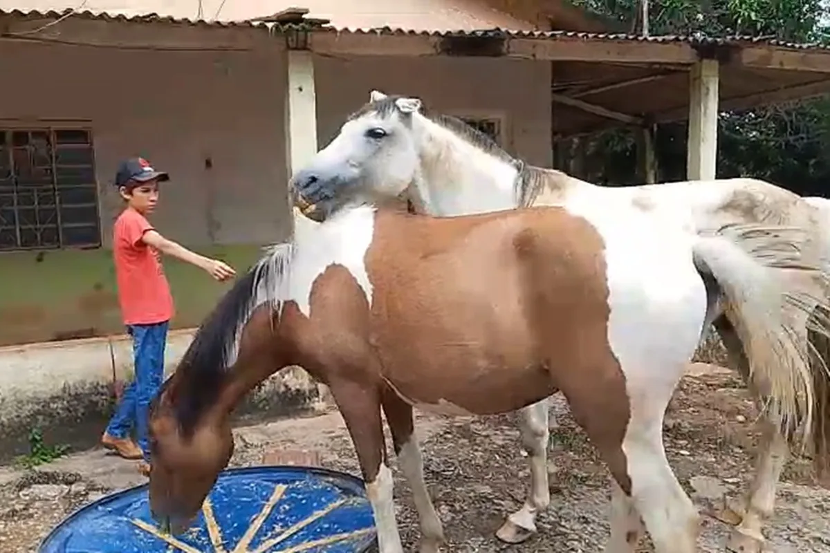 Cavalos são furtados em chácara no Incra 9, em Ceilândia, e família pede ajuda para encontrar os animais