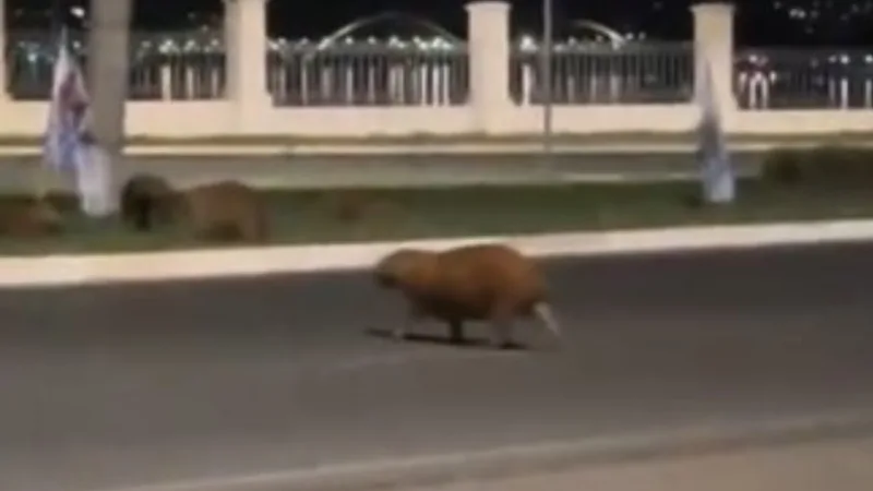 Motorista foge após atropelar e matar capivara que atravessava rua no Lago Sul
