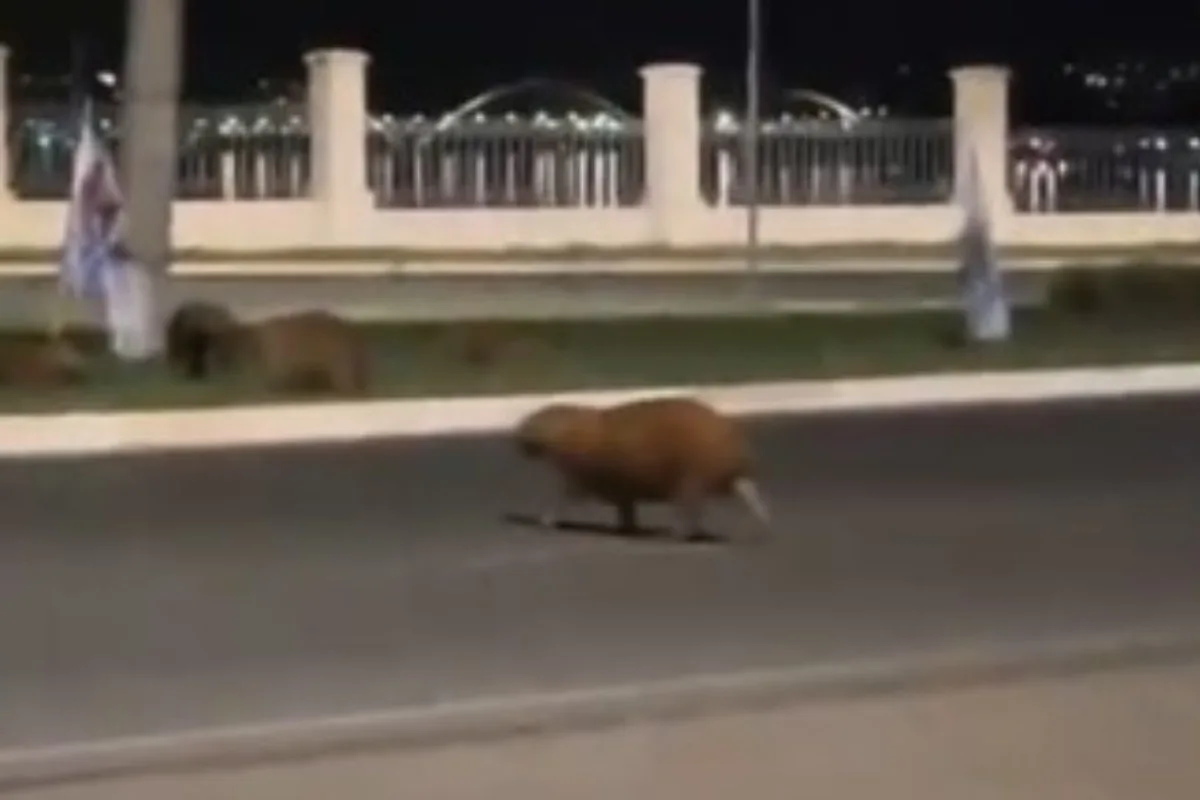 Motorista foge após atropelar e matar capivara que atravessava rua no Lago Sul