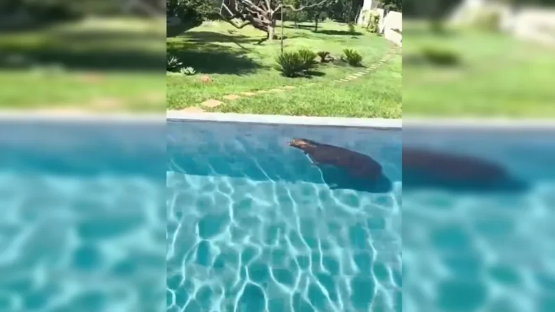 Capivara é resgatada após ser flagrada tomando banho de piscina no Lago Sul