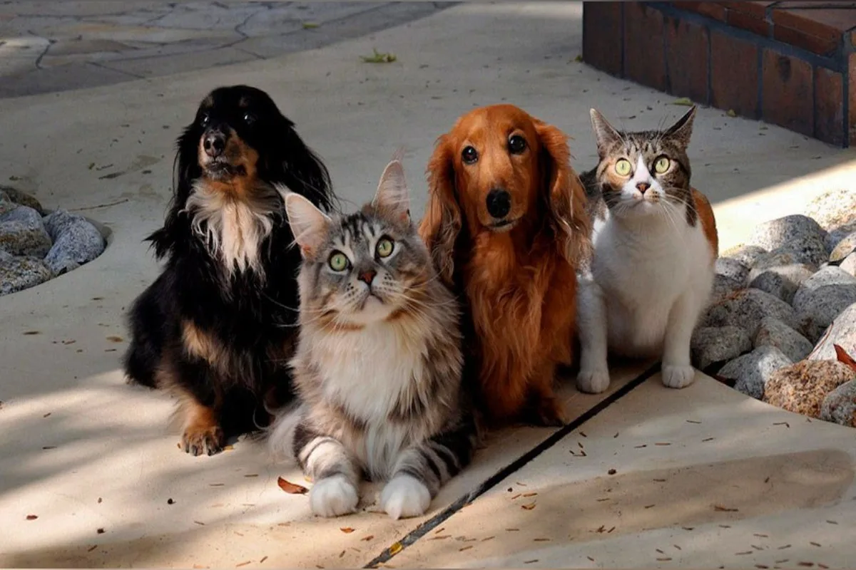 GDF abre mais de 5 mil vagas para castração gratuita de cães e gatos