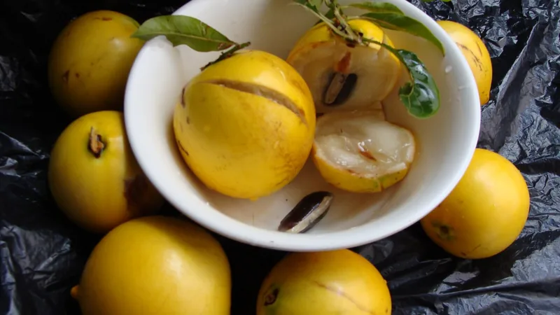Abiu do Amapá: a fruta amazônica de polpa doce e cremosa