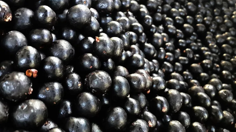 Vinho de açaí no Pará: dois sentidos para o mesmo nome