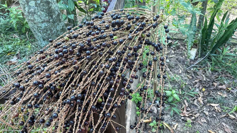 Juçara no Maranhão: o açaí roxo que tem festa em São Luís