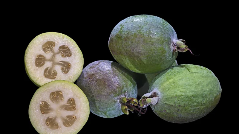 Goiaba-serrana (feijoa): a fruta nativa que virou pomar em SC