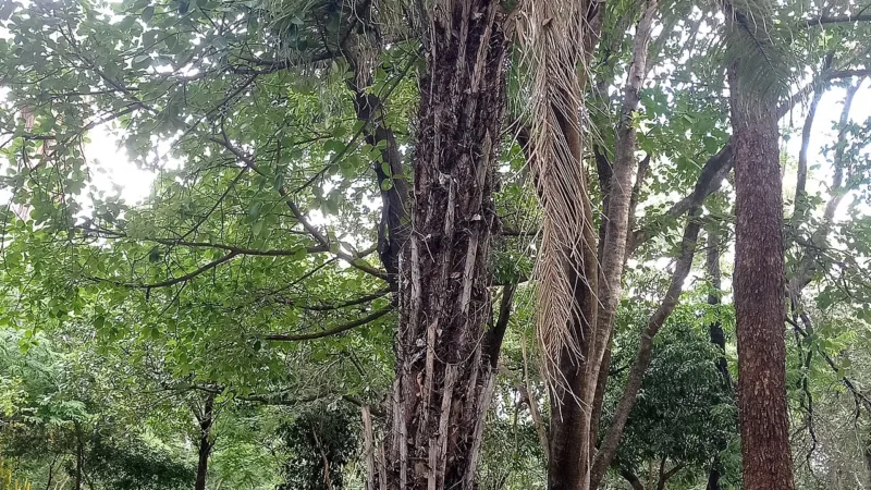 Macaúba em Minas: o coco de espinhos que vira óleo e palmito