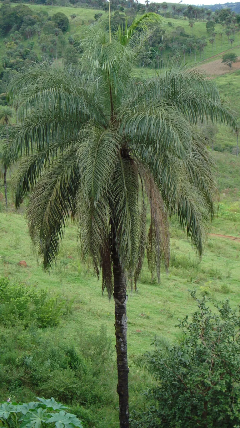 Sorvete de bocaiuva: o sabor do cerrado em Mato Grosso do Sul