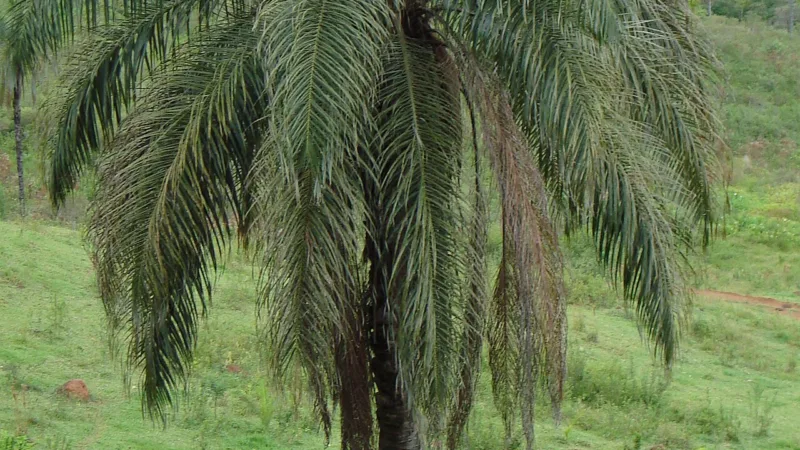 Sorvete de bocaiuva: o sabor do cerrado em Mato Grosso do Sul