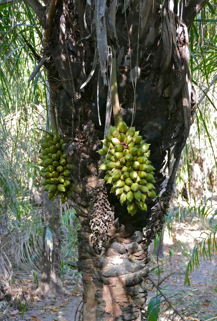 Acuri: a palmeira do Pantanal de polpa e castanha comestíveis